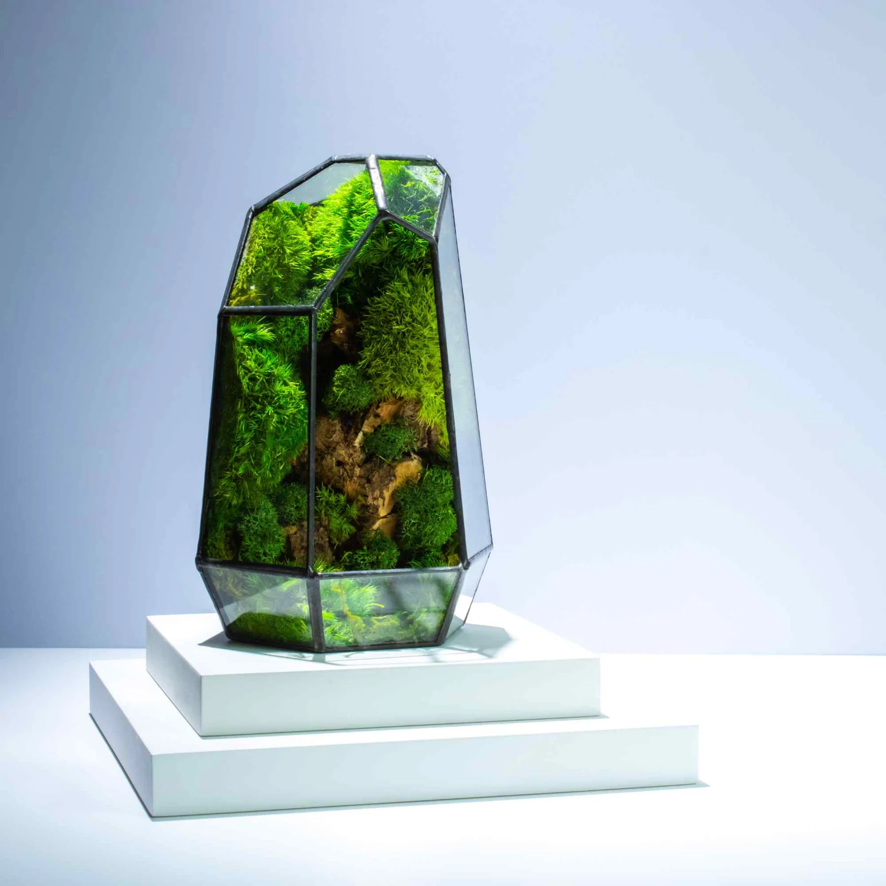 Read more about the article “Terrarium” A closed Ecosystem In Your Home